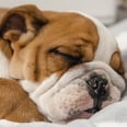 Turns Out, Your Dog Does Dream — and They're Probably Dreaming About You!