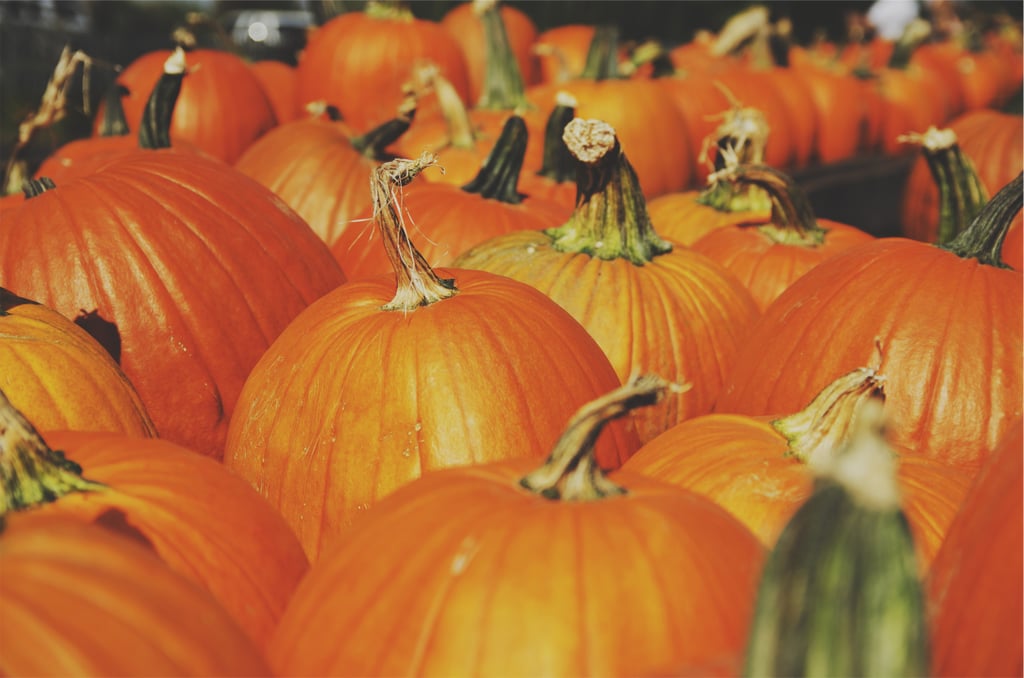 You get to visit the pumpkin patch.