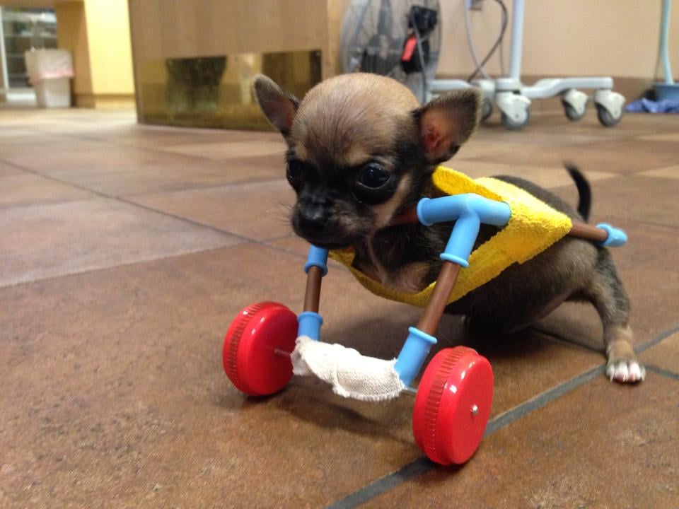 This was one of the early cart options TurboRoo tested at The Downtown Veterinarian. 
Source: Facebook user The Downtown Veterinarian