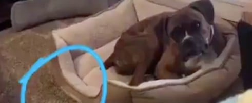 Video of Dog Checking on Baby