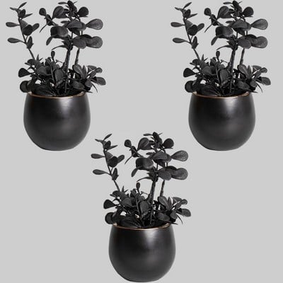 3-Pack of Black Boxwood Plants