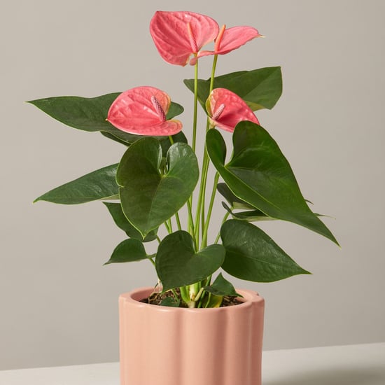 Where to Buy Pink Houseplants