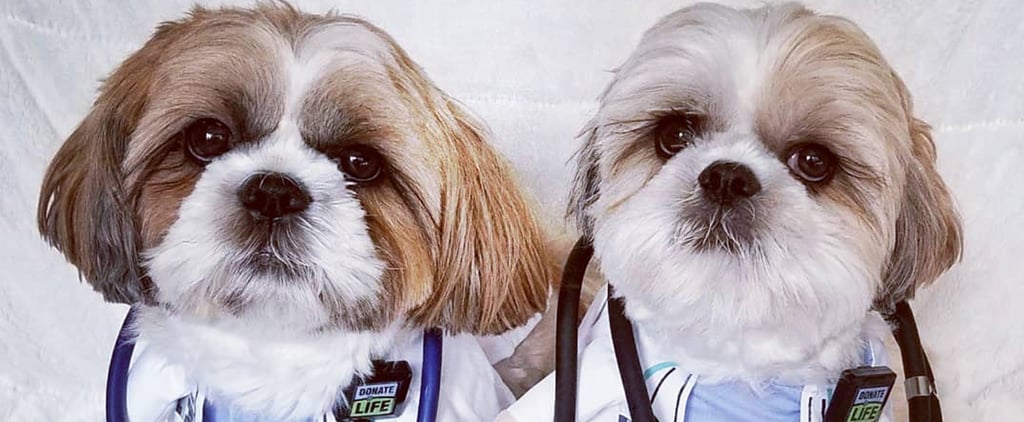 Dogs Dressed as Grey's Anatomy Doctors