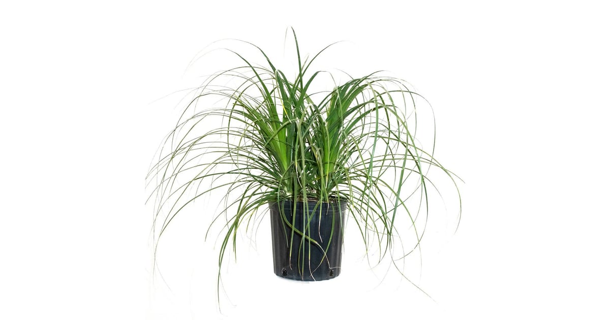 Ponytail Palm In Bush Form You Ll Be Buying Home Depot S Plants