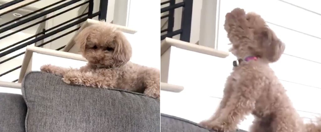 I Can Honestly Relate to This Dog Throwing a Tantrum When Her Owner Wouldn't Give Her Waffles