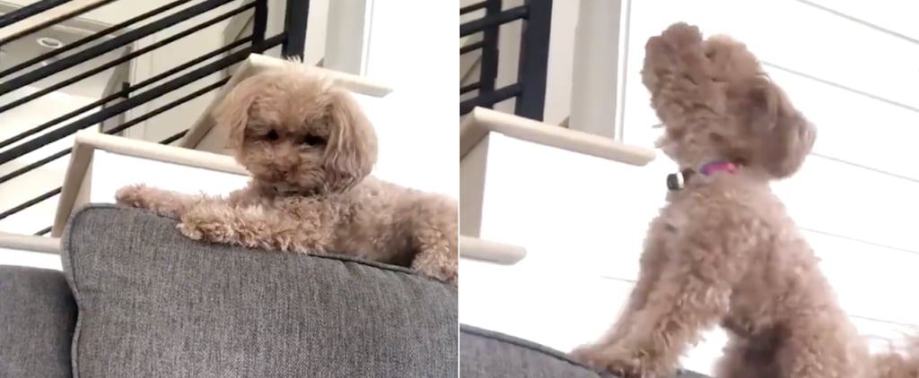 Video of Dog Throwing a Tantrum Over Waffles