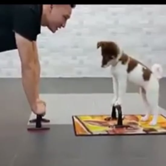 Puppy Doing Push-Ups