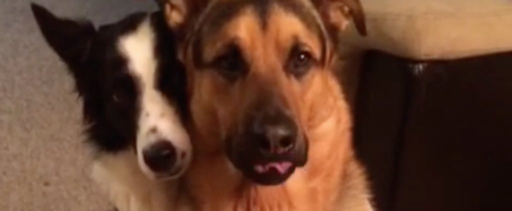 Dogs Hugging | Video