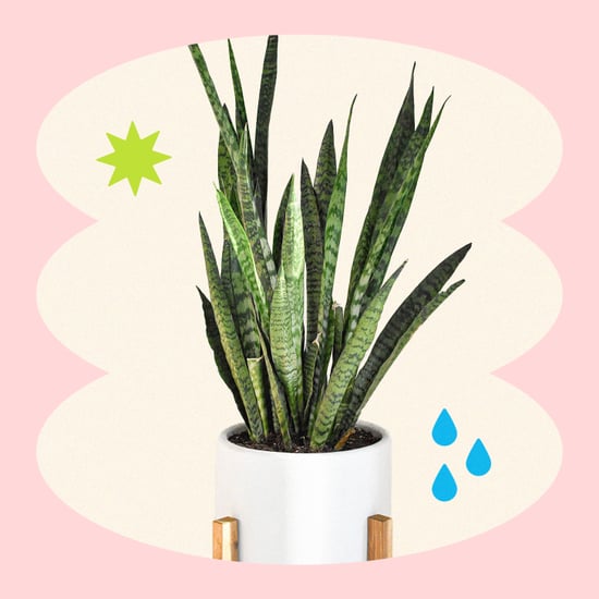 Shop Houseplants That Cool Your Home