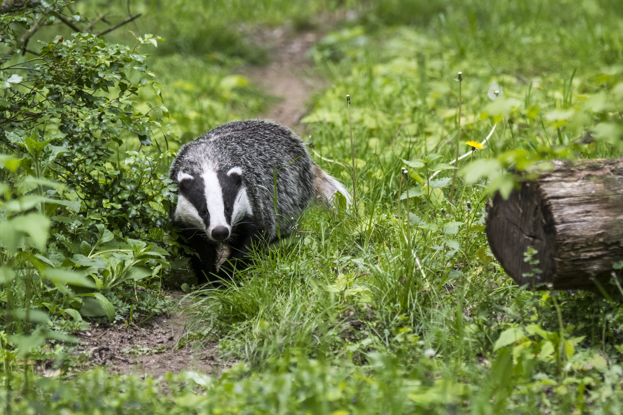 European badger (Meles meles) foraging along animal trail / wildlife track in grassland at forest edge. (Photo by: Philippe Clement/Arterra/Universal Images Group via Getty Images)