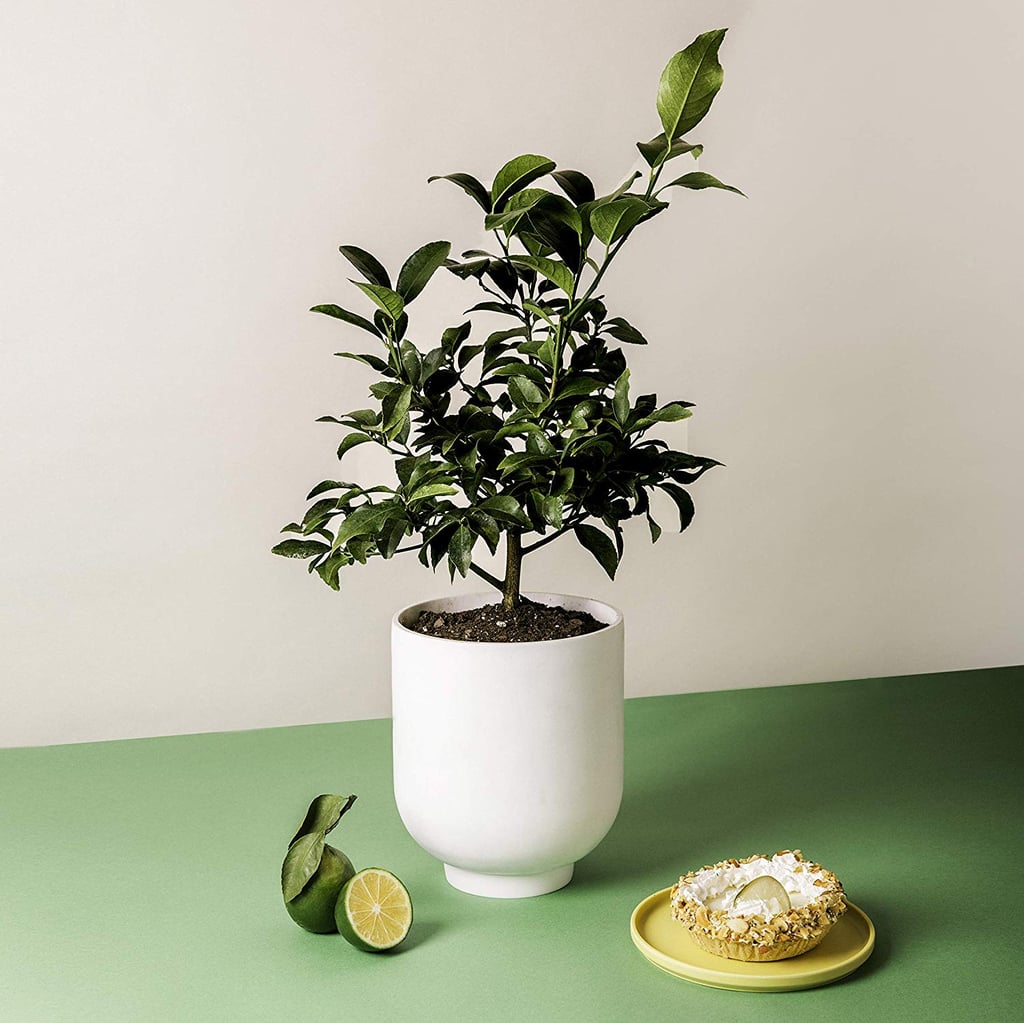 Lime Citrus Plant
