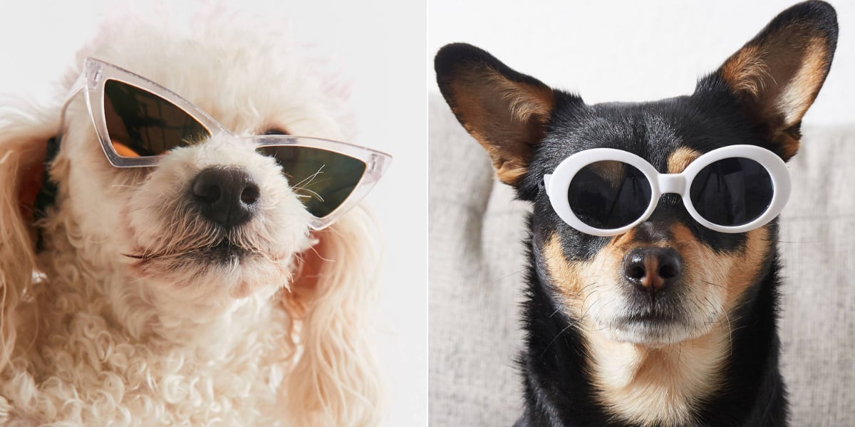 Best Sunglasses For Dogs 2020 POPSUGAR Pets