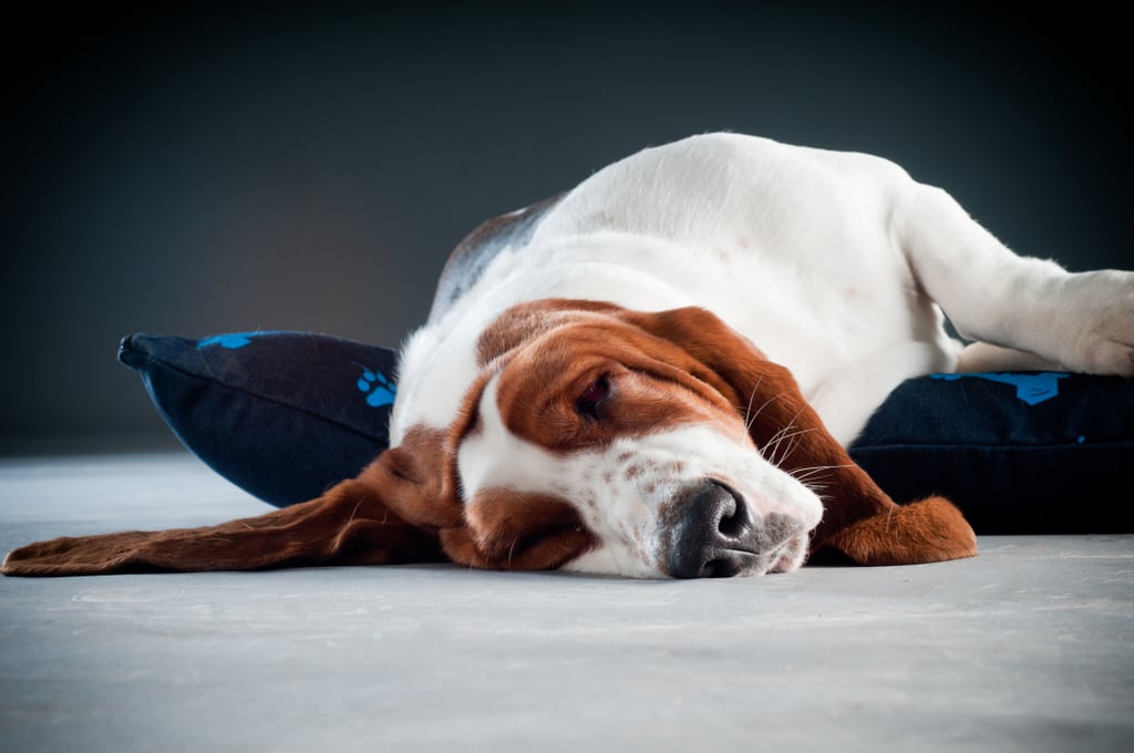 Cute Pictures of Basset Hounds