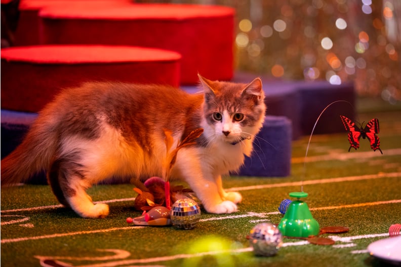 There's an adorable kitten halftime show.
