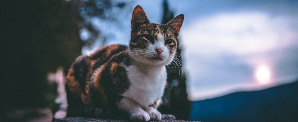 Do Cats Have Night Vision?