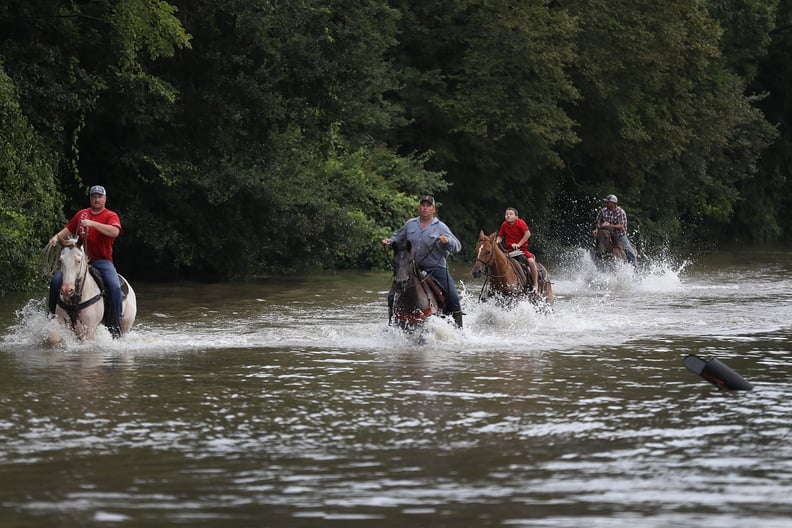 Men herd their cattle to trucks so they can be transferred to dry land.