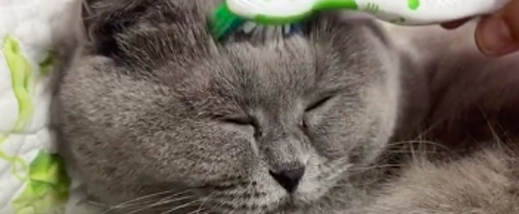 Watch How Cats React When They're Groomed With Toothbrushes