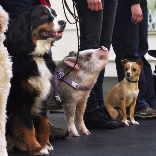Amy the Pig Performs in Seattle Dog Show Video