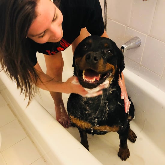 Ouai Pet Shampoo Review