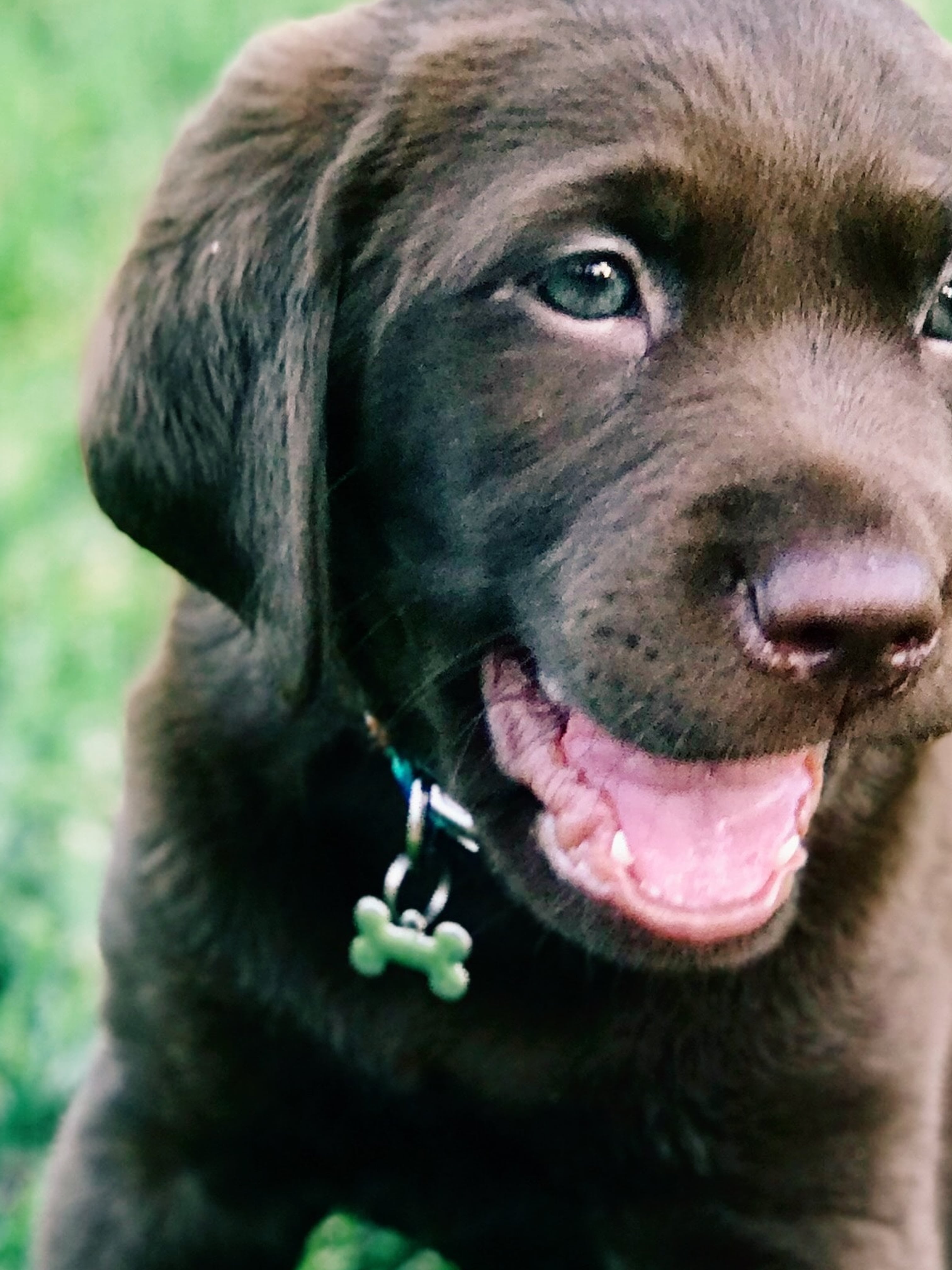 Cute Puppy Names For Girl Dogs POPSUGAR Pets