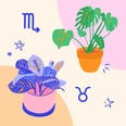 Find Out Which Houseplant You Should Get Based on Your Zodiac Sign