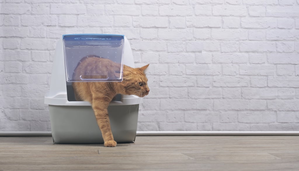 Can Pregnant People Clean Cats' Litter Boxes? POPSUGAR UK Parenting