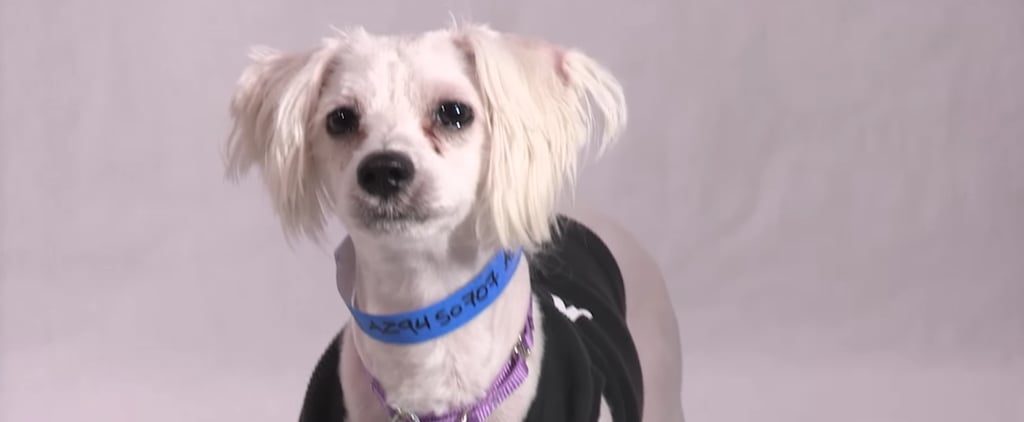 Heavy Petting Pet Adoption Web Series | Aziz Ansari