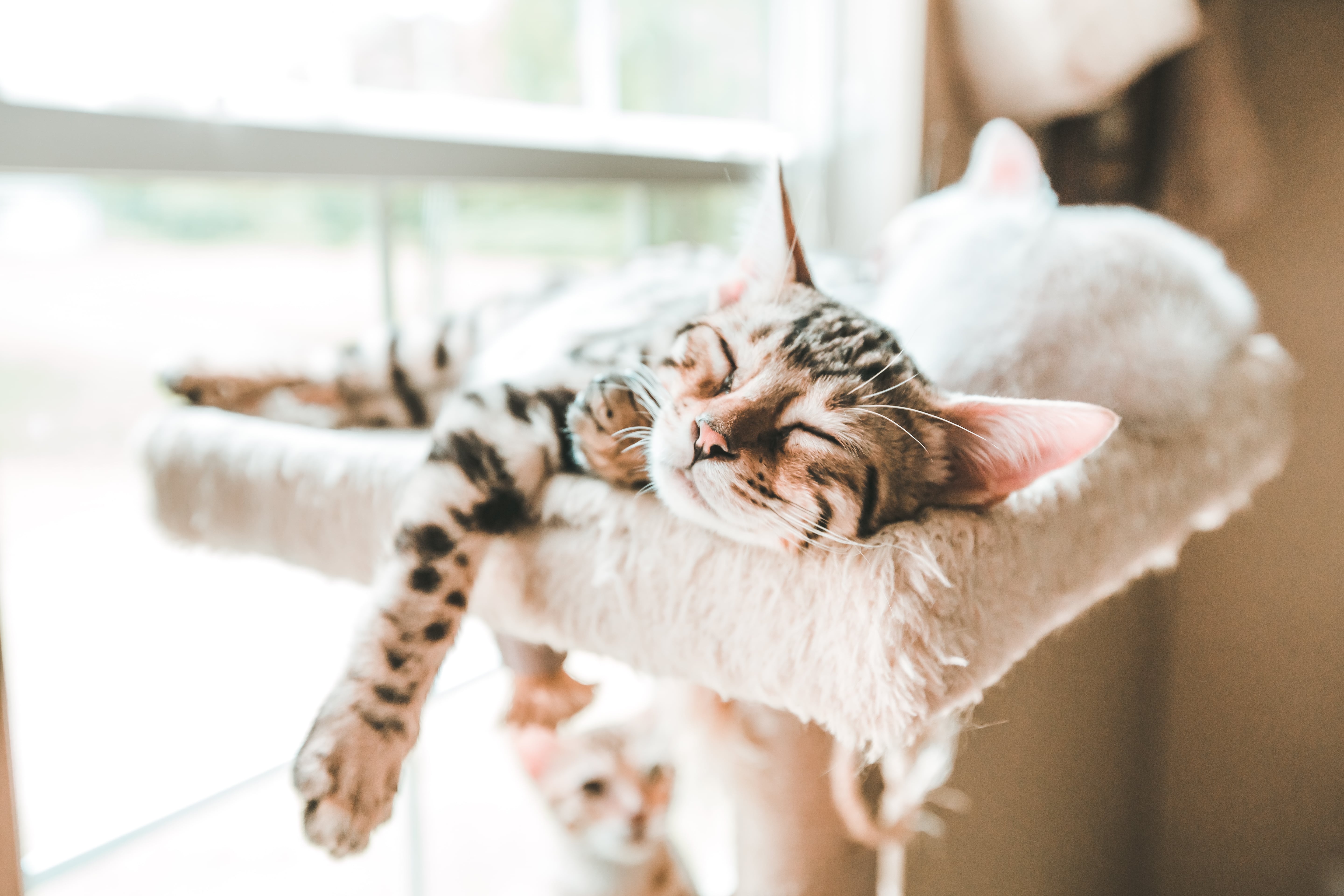 My cat discount is purring weird