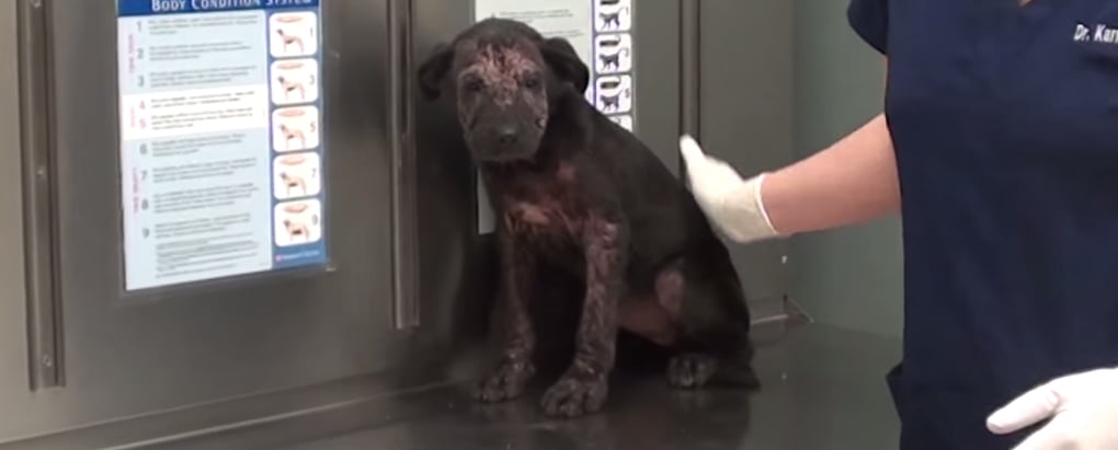 Vet Rescues Puppy From Being Euthanized
