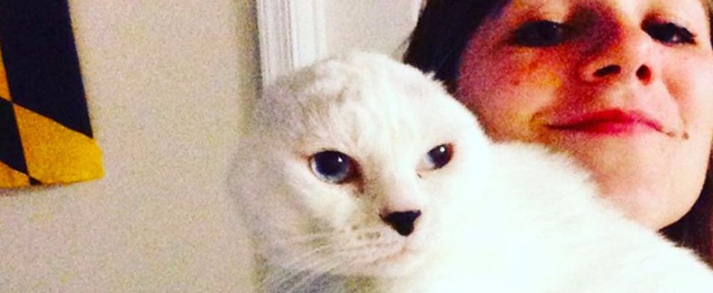 Cat With No Ears Gets Adopted