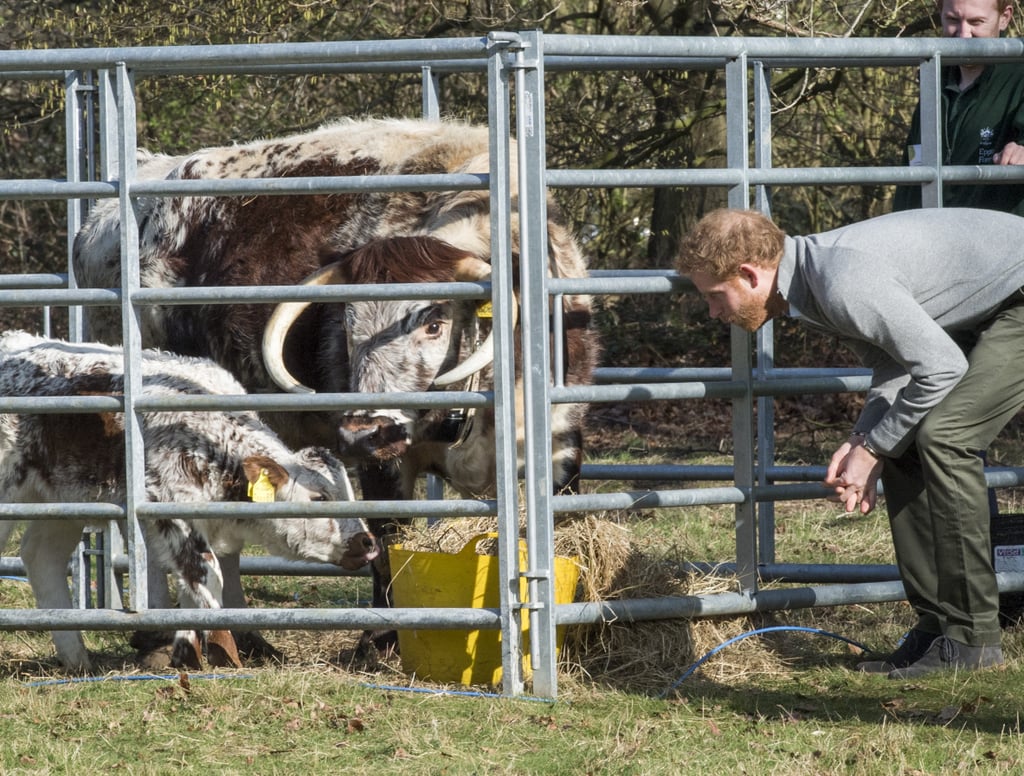 Prince Harry With Animals Pictures