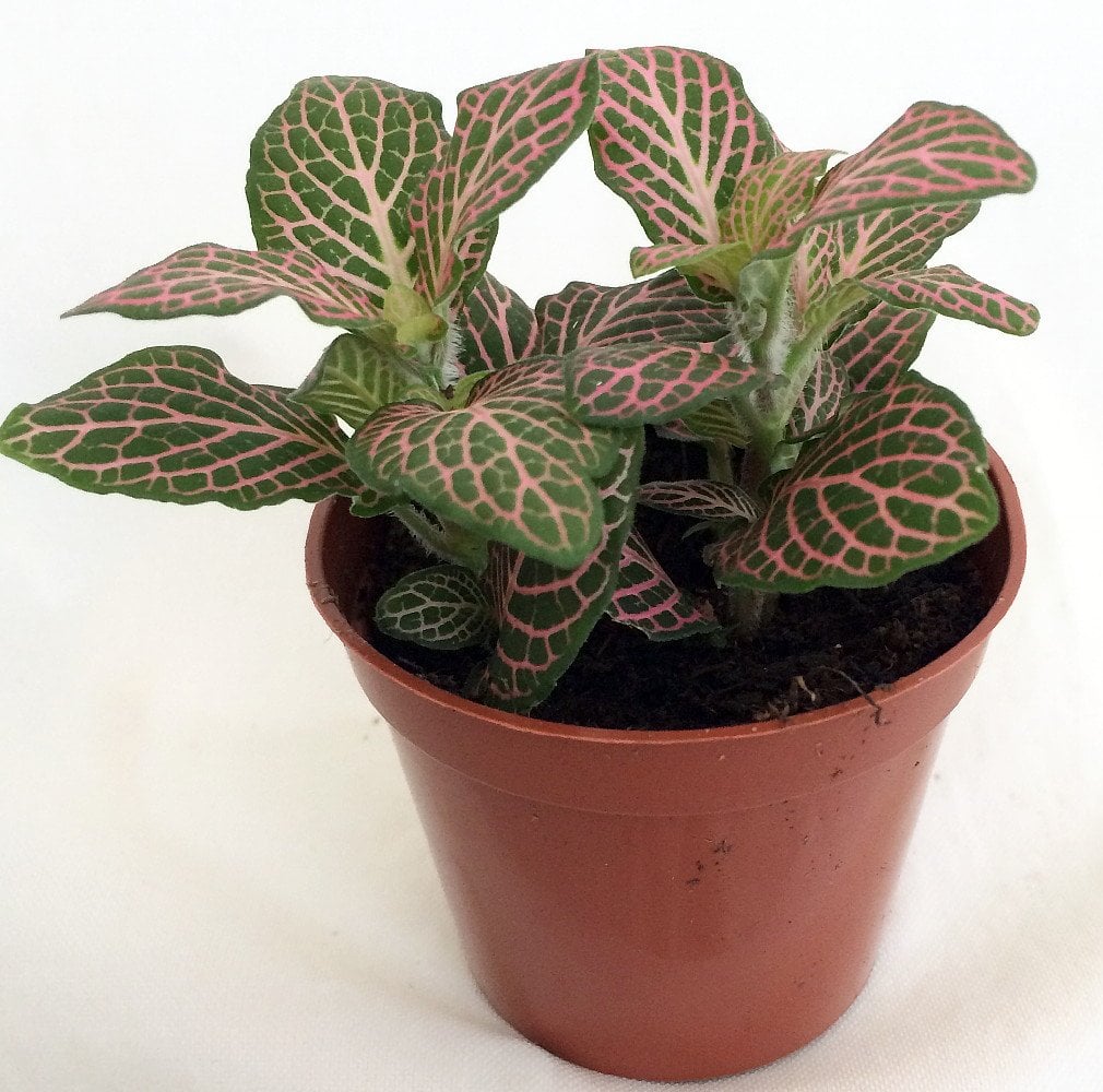 Fittonia