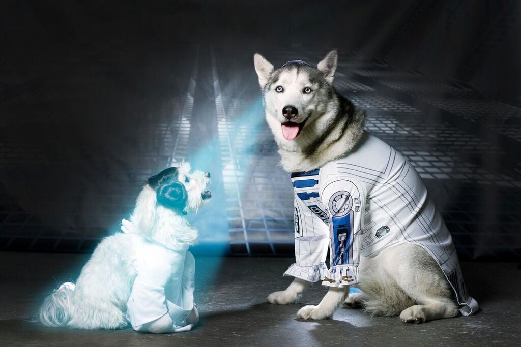 Dogs Cats And Other Pets Dogs And Star Wars Are Like A Match