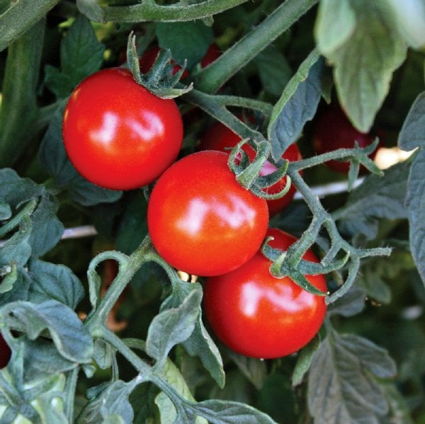 GrowJoy Braveheart Tomato Plant