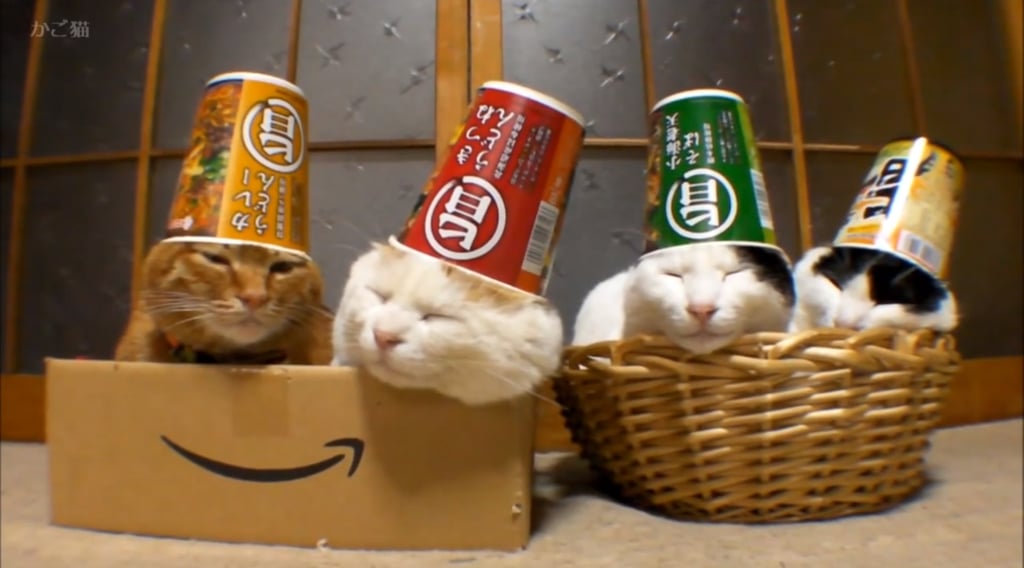 Cats With Ramen-Cup Hats