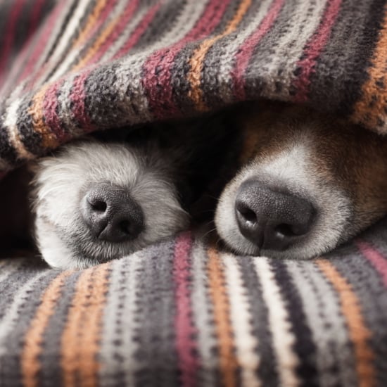 Books For Dog-Lovers