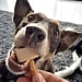 Easy Dog-Friendly Ice Cream Recipe | TikTok Video