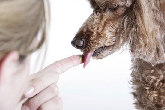 How To Teach A Dog To Lick Popsugar Pets