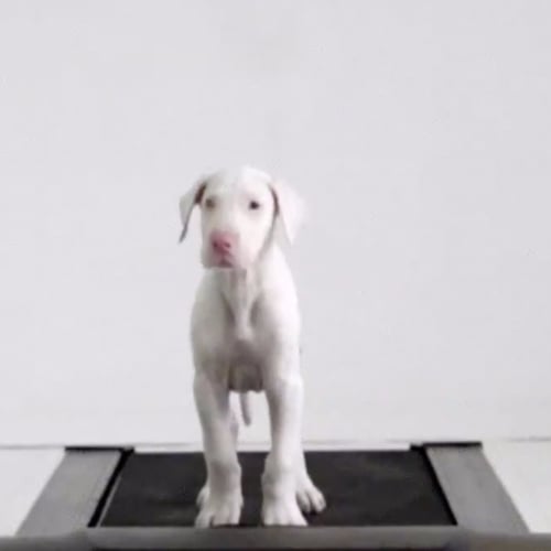 Rescue Dog Video on a Treadmill