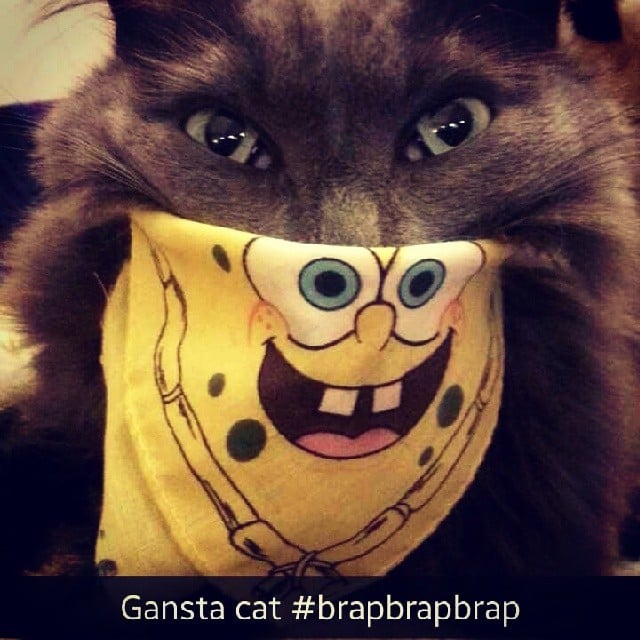 Gangsta cat . . . with a Spongebob handkerchief. 
Source: Instagram user taylorsamis
