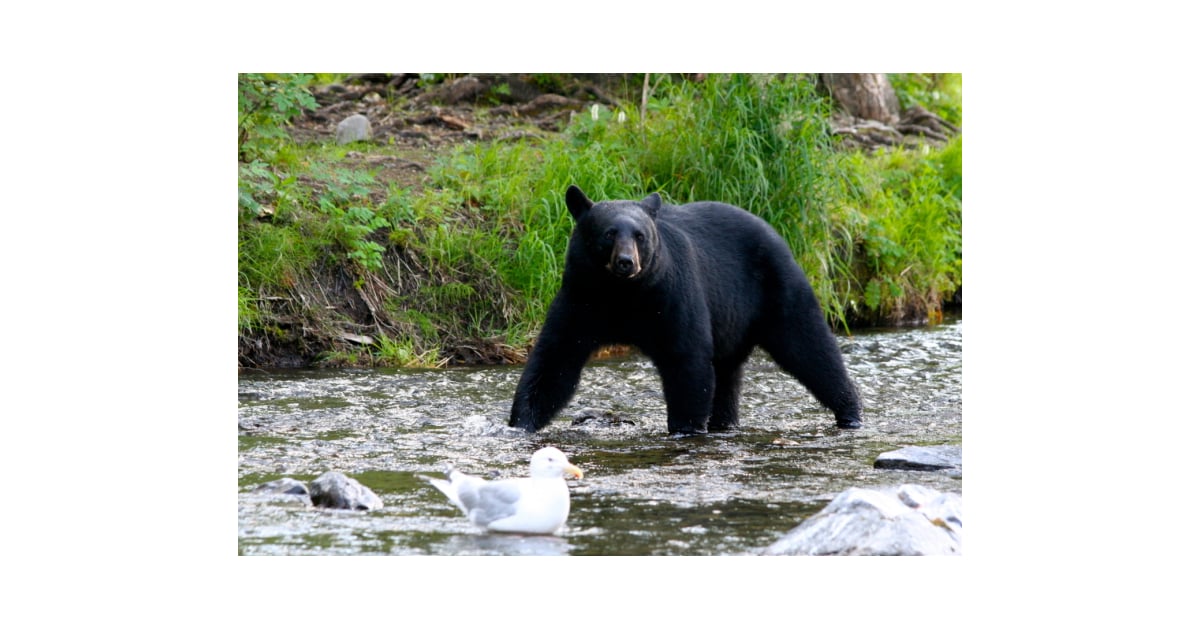 Would You Eat Bear Meat? | POPSUGAR Food