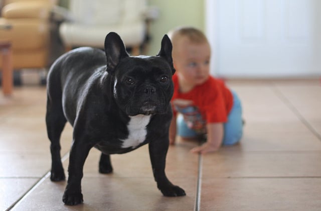 Dog Owners Who Think Their Dog Is Equal to Your Child
