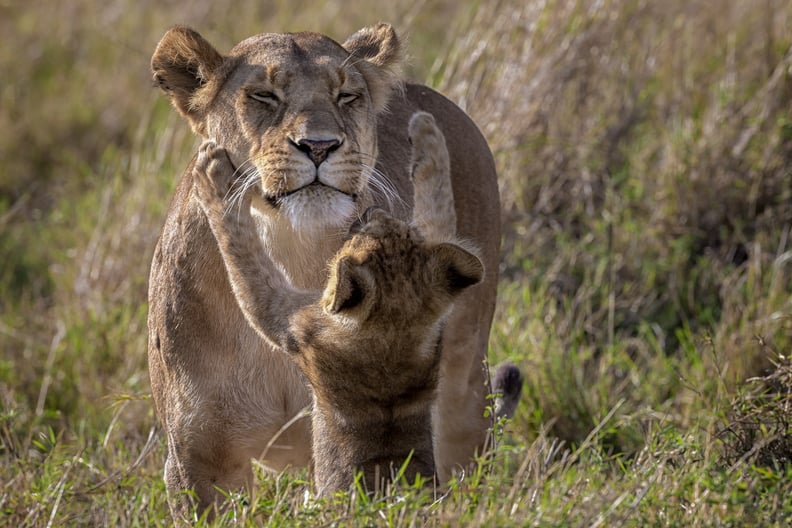 Masai Mara, Kenya