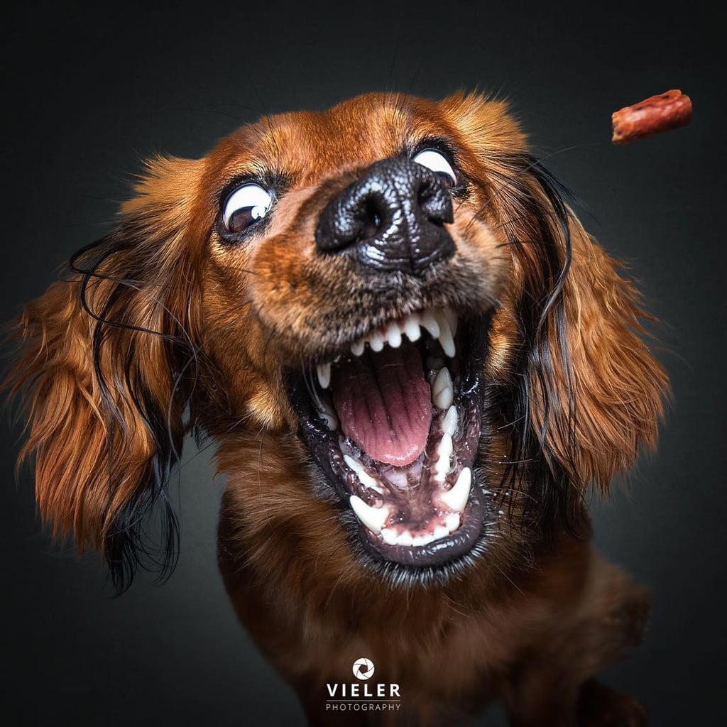 Dogs Catching Treats Photo Series