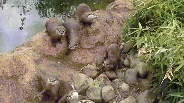 When this bunch was chasing a butterfly.