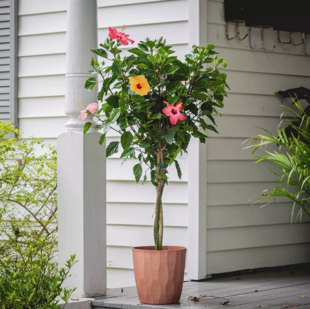 National Plant Network Triple Twist Braided Hibiscus