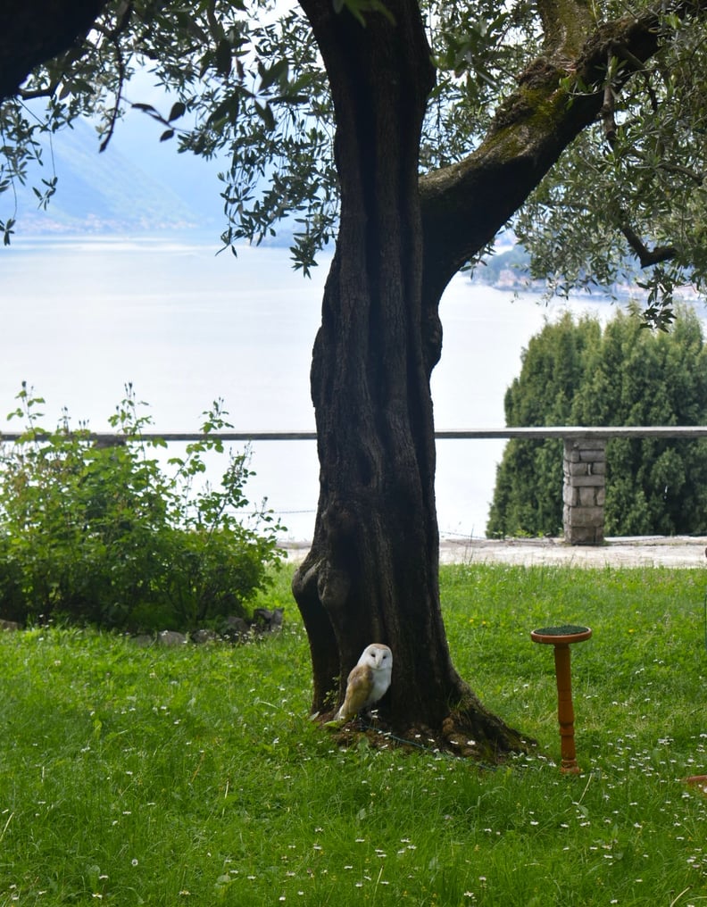 See the Birds of Prey at Castello di Vezio