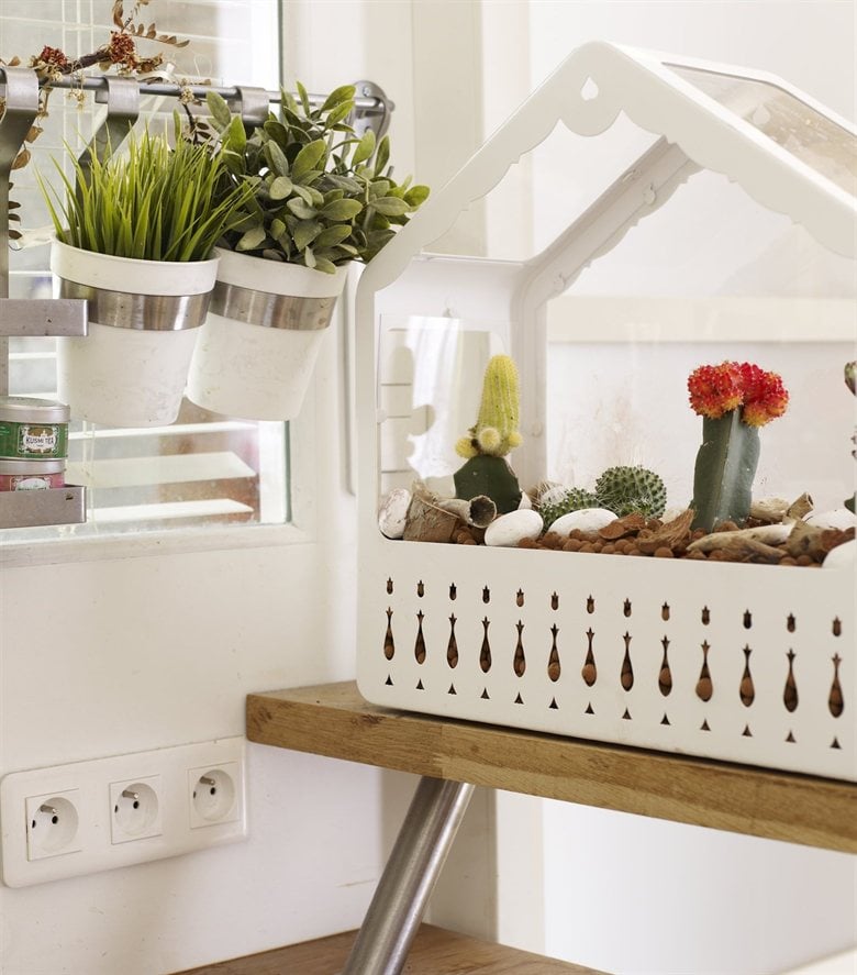 Despite the apartment's small size, Éléonore creates room for green life with hanging pots and a minigreenhouse.