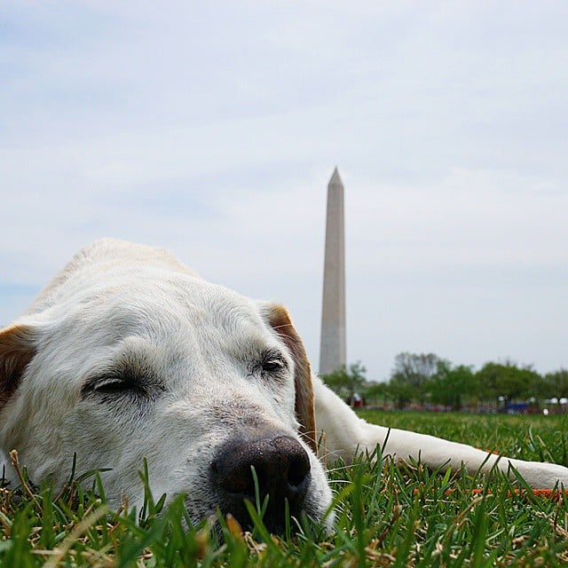 Poh the Dog Cross-Country Road Trip