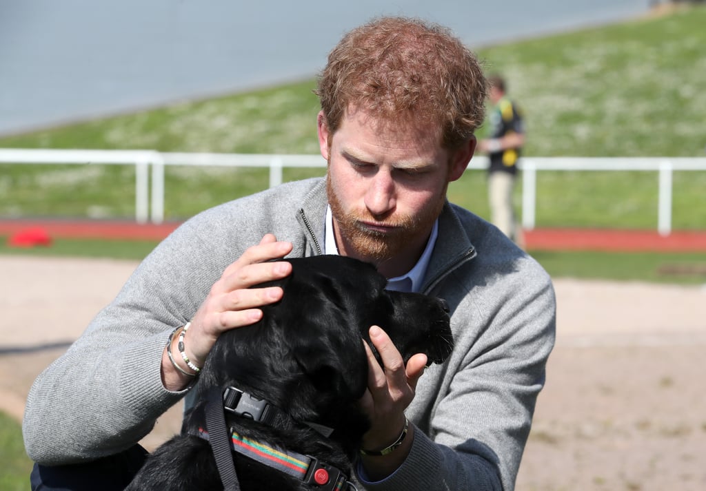 Harry petted a dog during the UK team trials for the Invictus Games Toronto in Bath, England, in April.